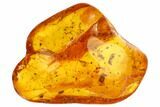 Fossil Ant (Formicidae) In Baltic Amber #84613-3